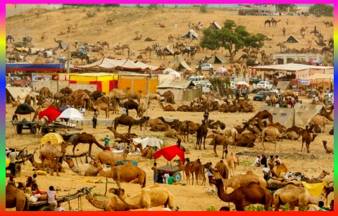 Pushkar Camel Fair (seasonal)